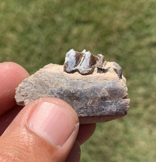 Fossil Horse Jaw With Tooth, Mesohippus,