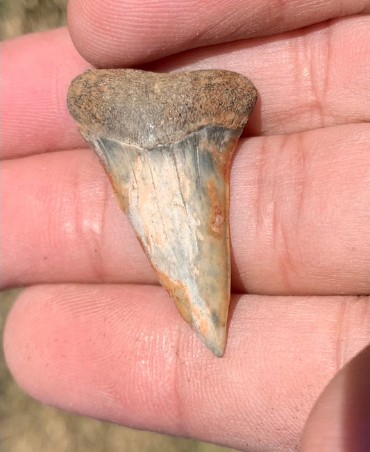 1.44” Carcharodon hastalis - Virginia