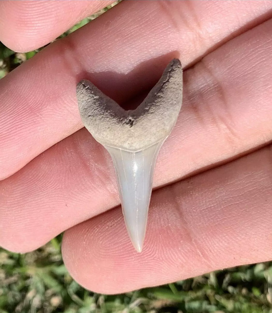 1.34” Carcharodon hastalis - Lee Creek Mine