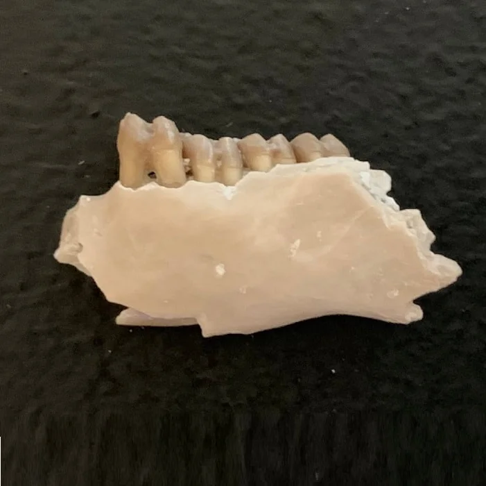 Ischyromys Squirrel Jaw