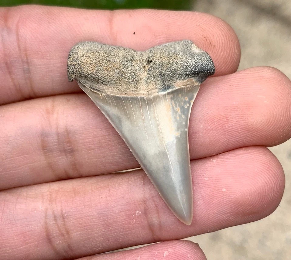 Fossil Carcharodon hastalis - Virginia
