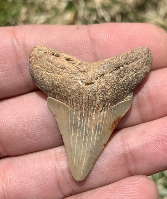 1.71” Otodus Megalodon - Virginia