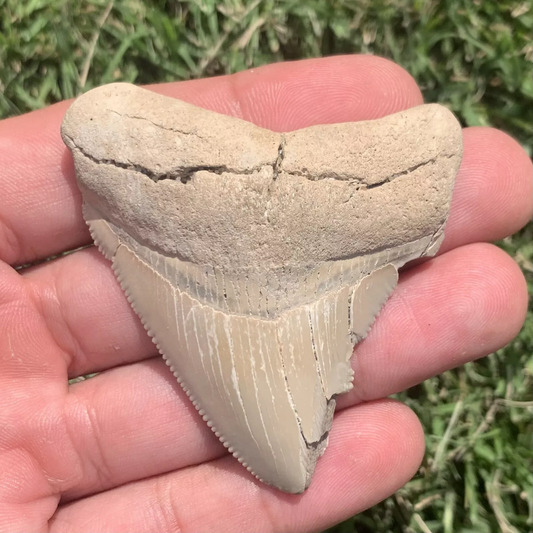 2.5" Otodus megalodon - Virginia