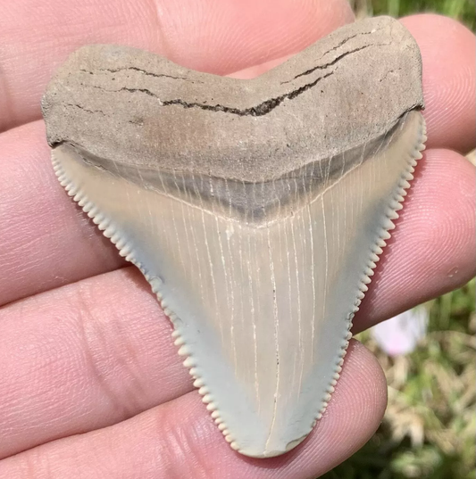 2.03” Otodus Megalodon - Maryland