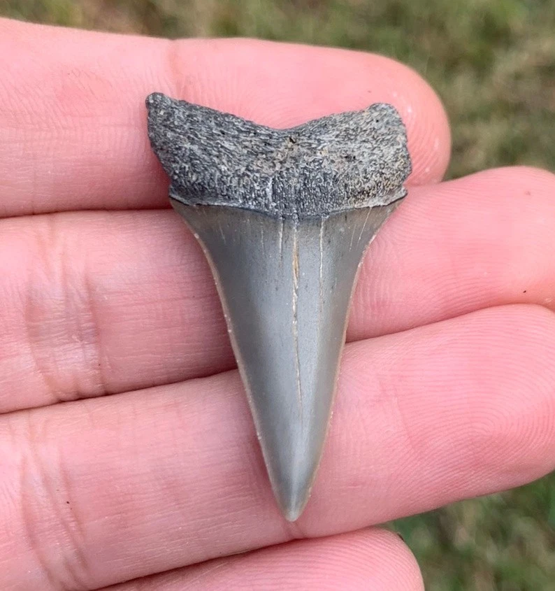 Fossil Carcharodon hastalis - Virginia