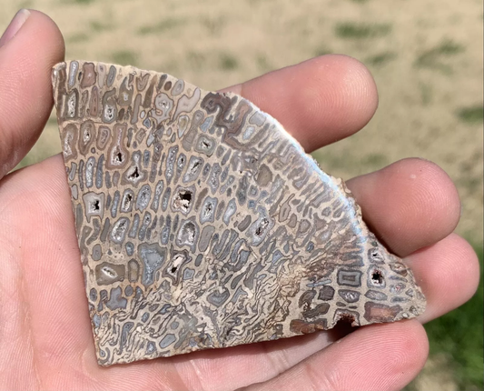 Polished Petrified Fossil Hard Wood with Druzy Pockets Indonesia, Slab, Slice