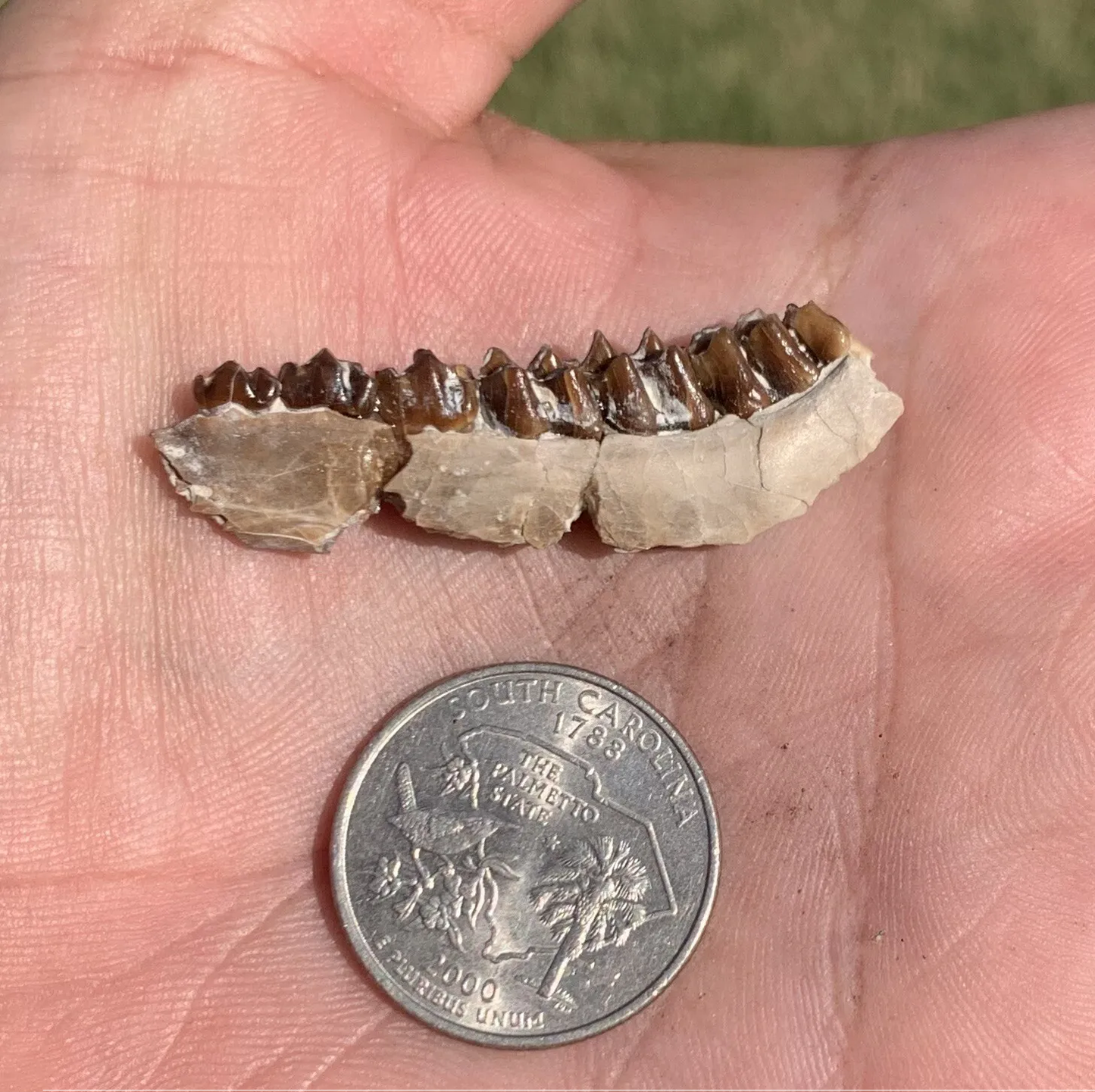 Fossil deer, leptomeryx, Jaw, Chadron Formation