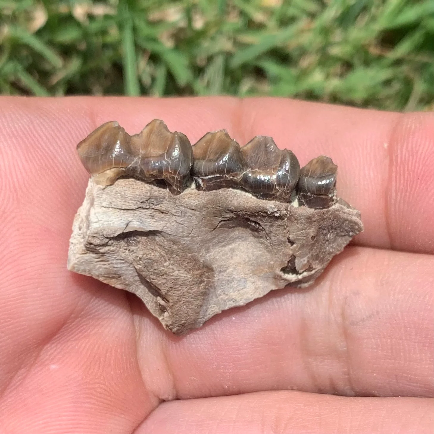 Fossil Horse Palate Section, Mesohippus bairdi,  Nebraska