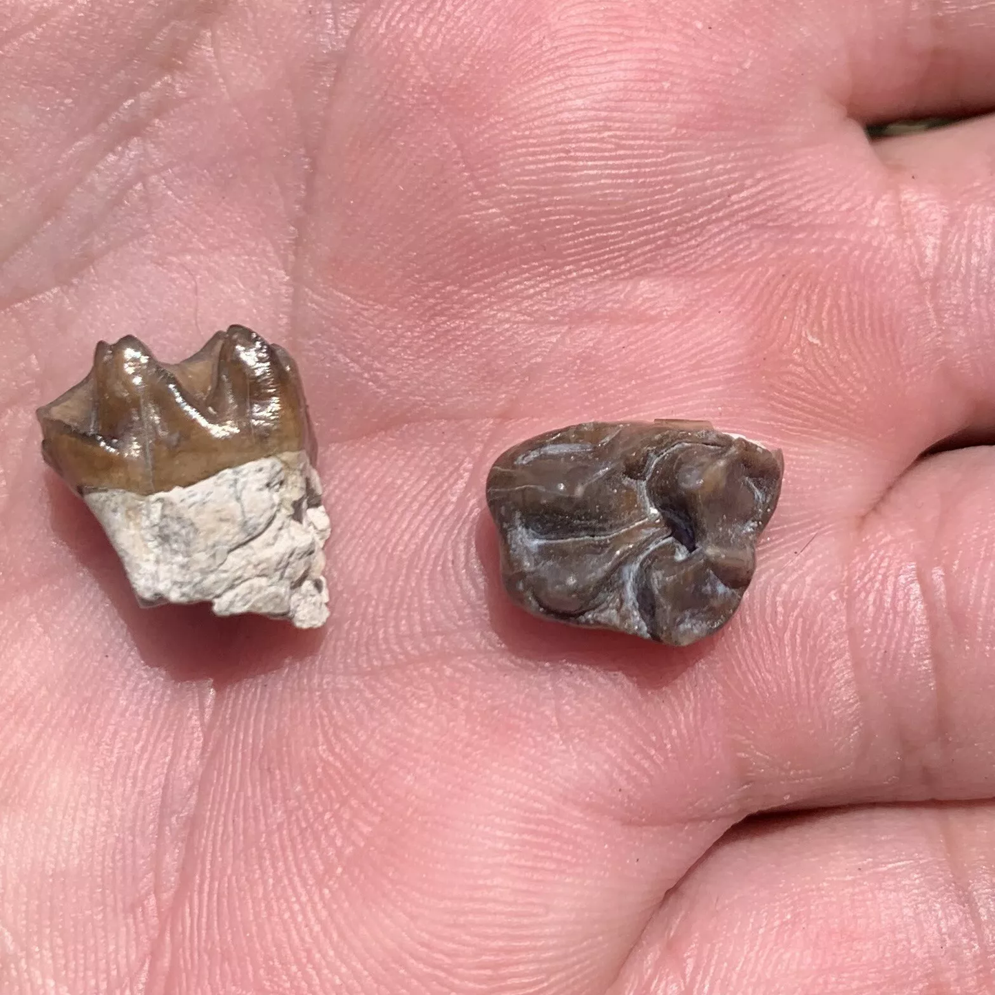 Fossil Horse Teeth, Mesohippus, Upper & Lower