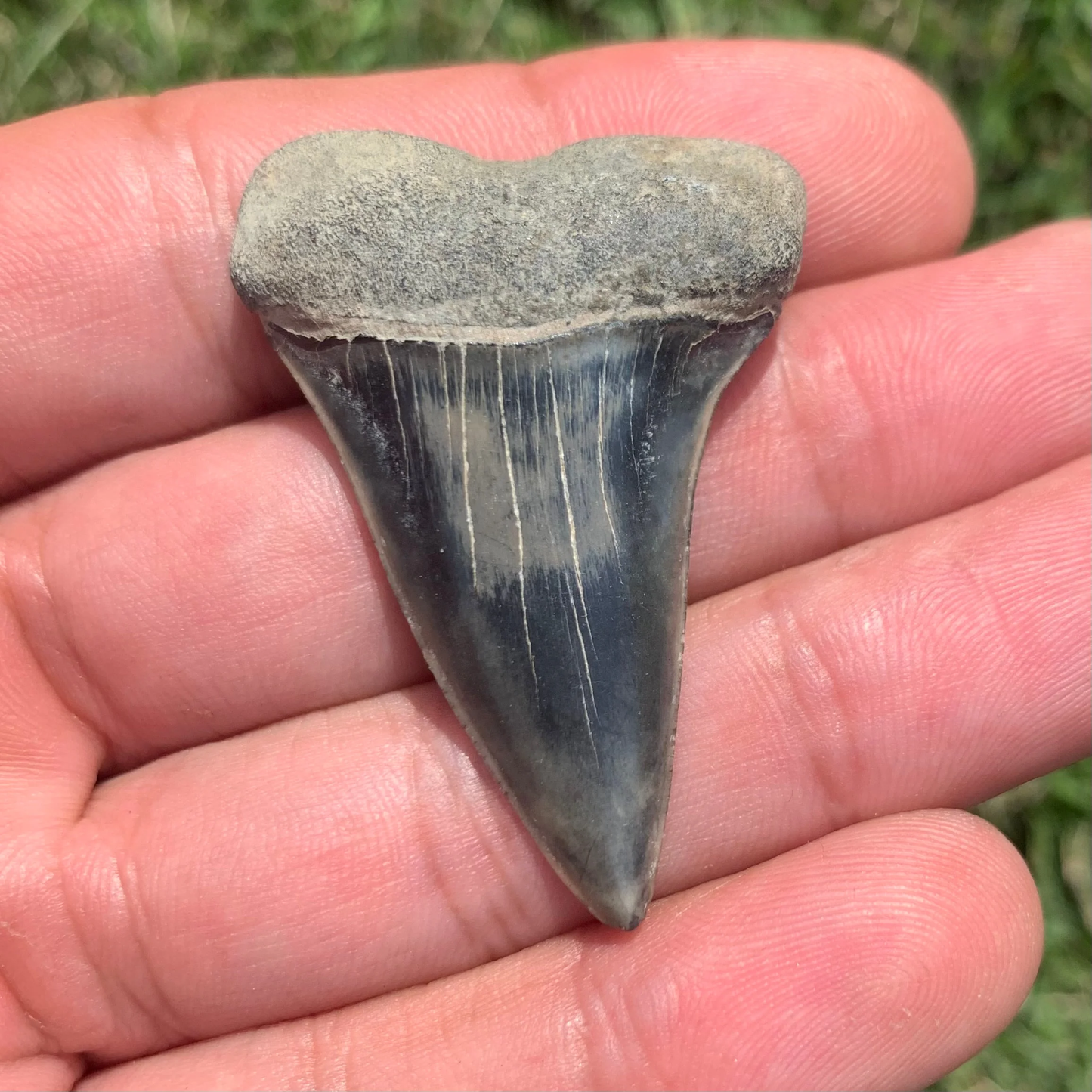 1.85” Carcharodon hastalis - Virginia