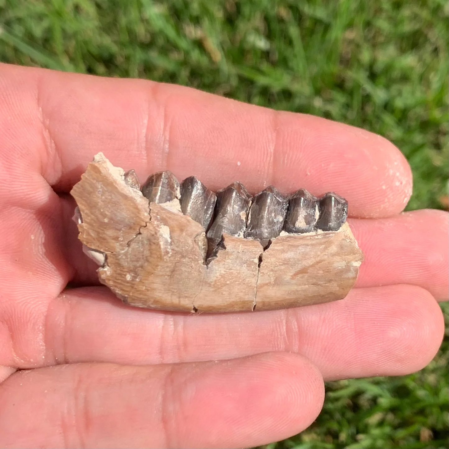 Nice camel jaw section, Poebrotherium