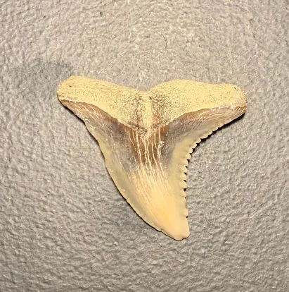 Fossil Upper Jaw Hemmipristis serra Shark Tooth