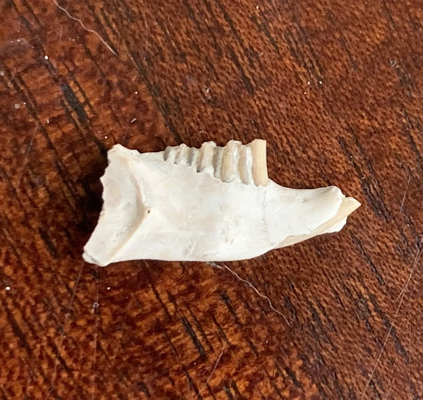 Fossil Rabbit Lower Jaw, Palaeolagus