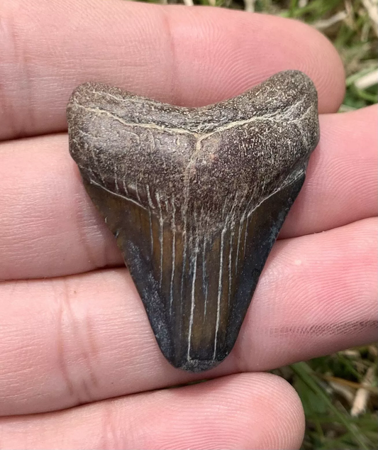 1.6” Otodus Megalodon - Virginia