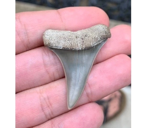 Fossil Carcharodon hastalis - Virginia