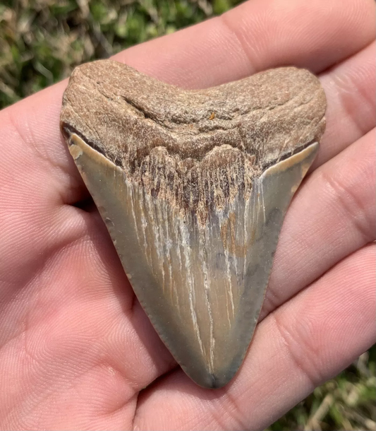 2.64” Otodus Megalodon - Virginia