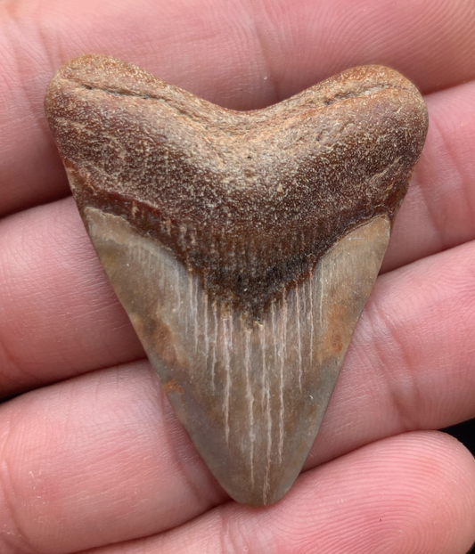 1.76” Otodus Megalodon - Virginia