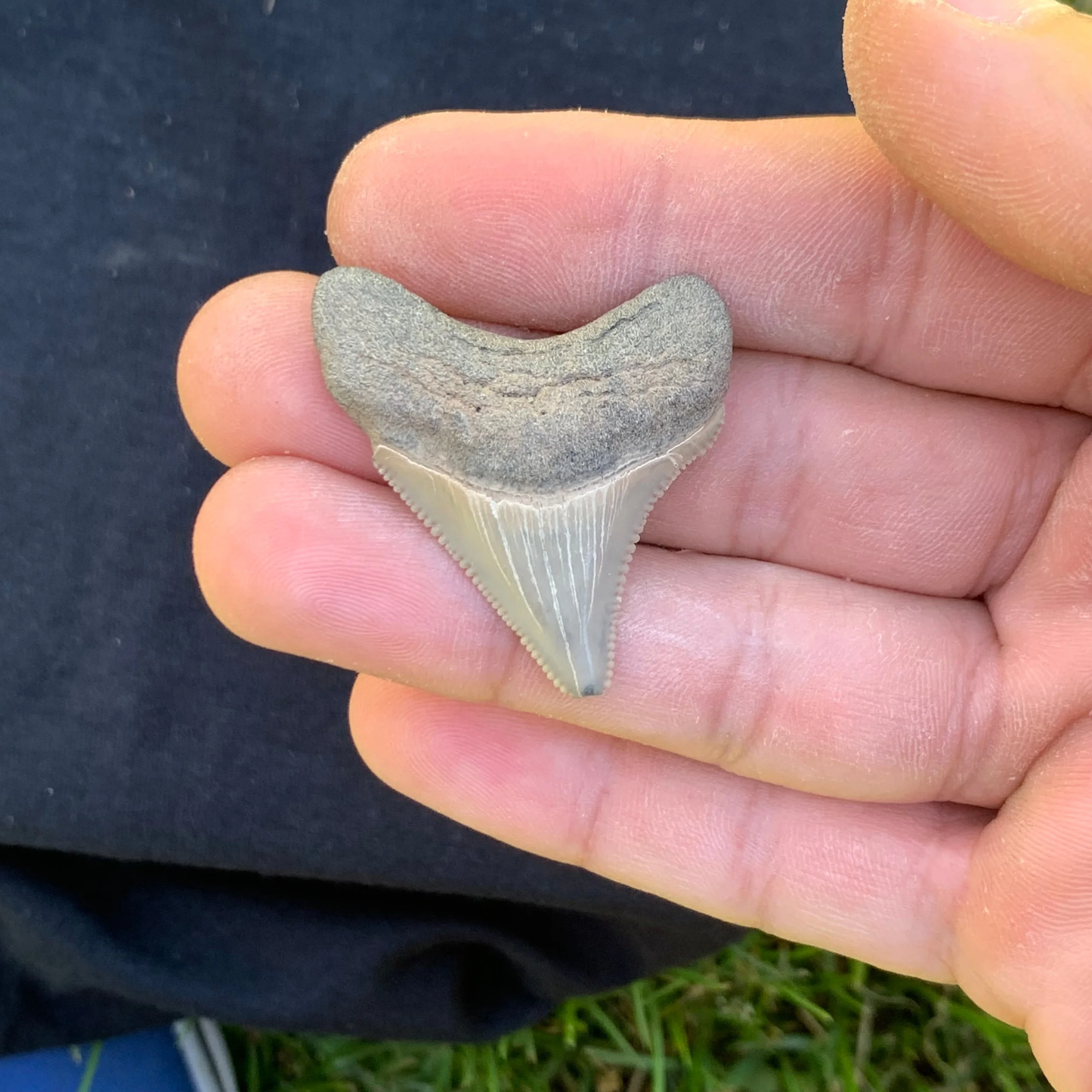 1.62” Otodus Megalodon - Maryland