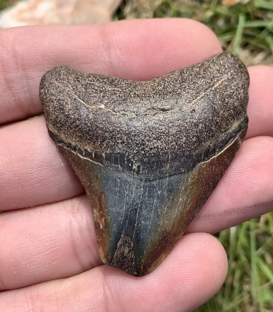 1.99” Otodus Megalodon - Virginia