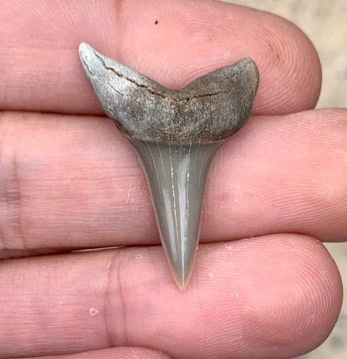 Fossil Carcharodon hastalis - Lee Creek Mine