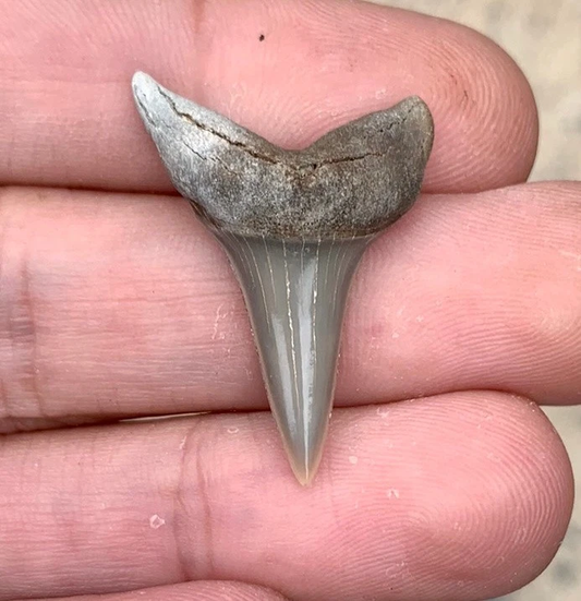 Fossil Carcharodon hastalis - Lee Creek Mine