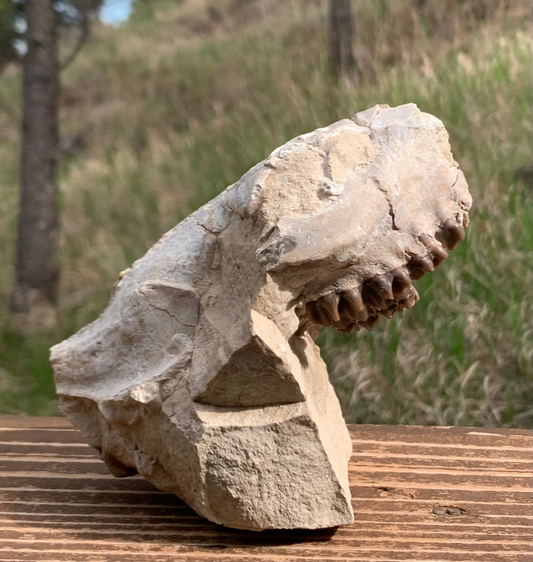 Oreodont upper skull on natural matrix stand