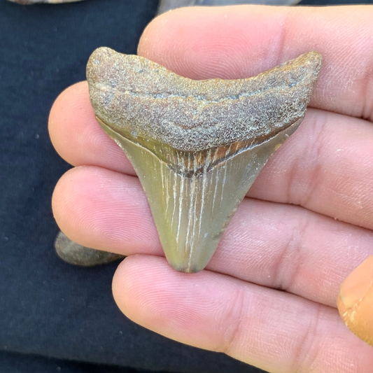 1.86” Otodus Megalodon - Virginia