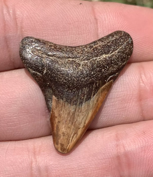 1.33” Otodus Megalodon - Virginia