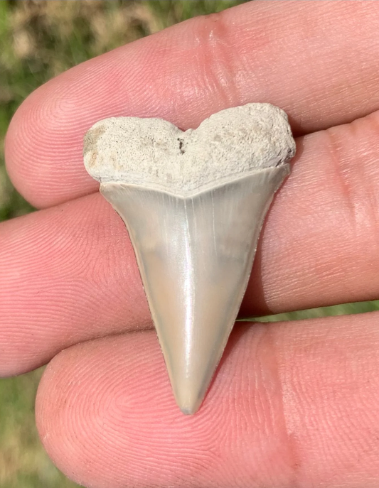 1.27” Carcharodon hastalis - Lee Creek Mine