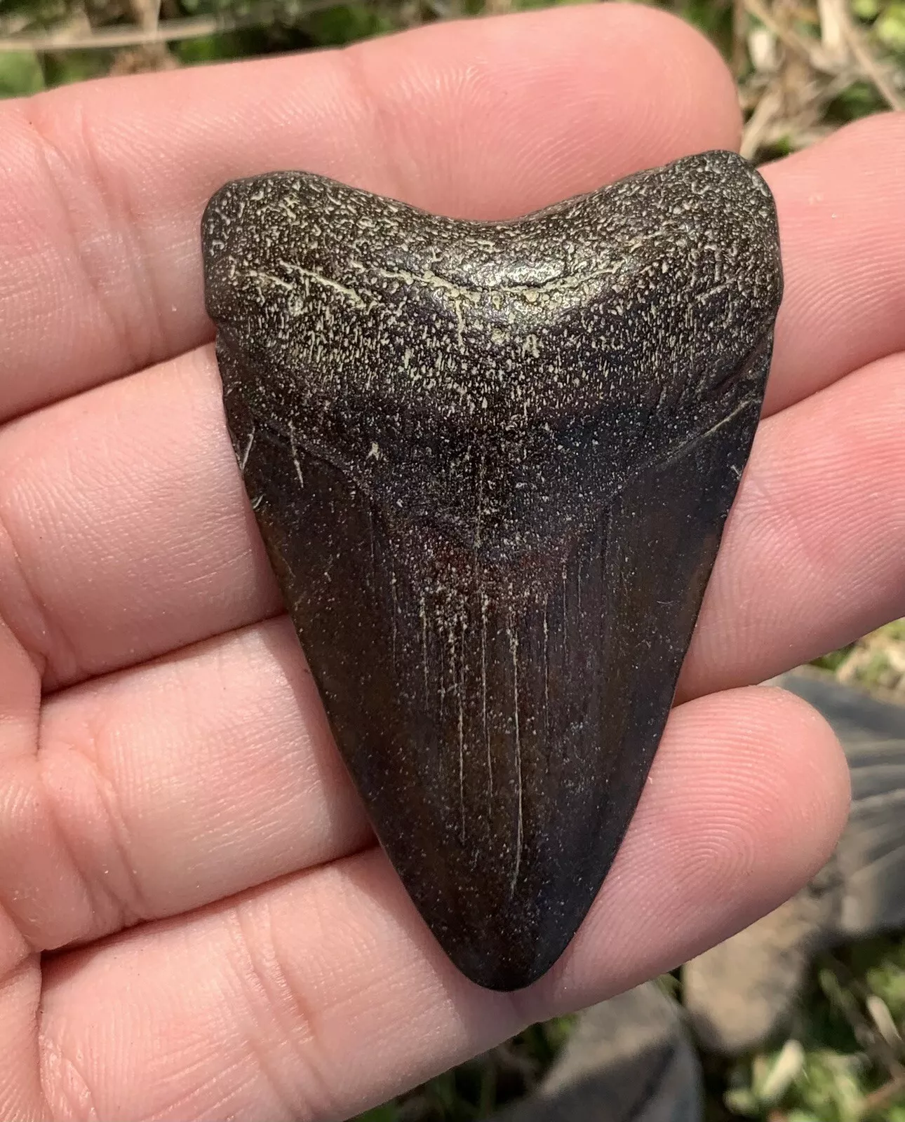 2.17” Otodus Megalodon - Virginia