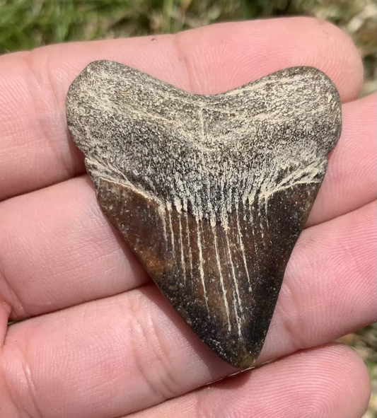 1.89” Otodus Megalodon - Virginia