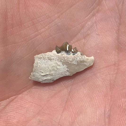 Fossil deer, leptomeryx, Jaw, Chadron Formation