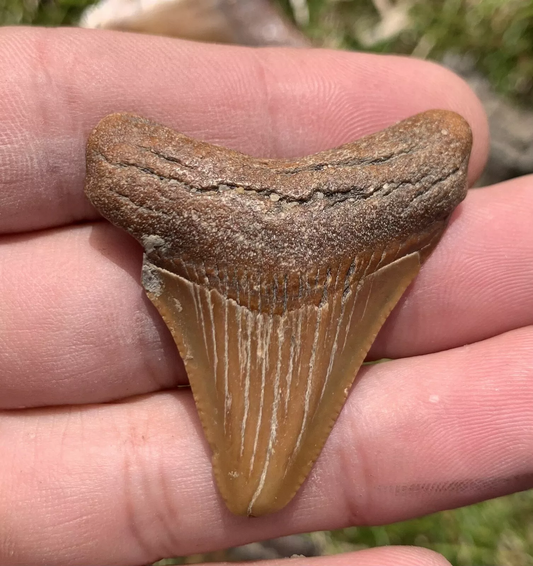 1.8” Otodus Megalodon - Virginia