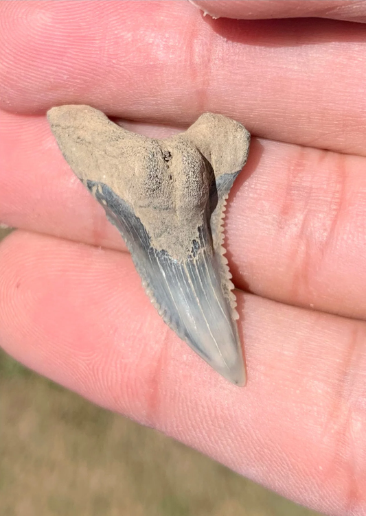 1.4” Hemipristis serra Shark tooth - Virginia