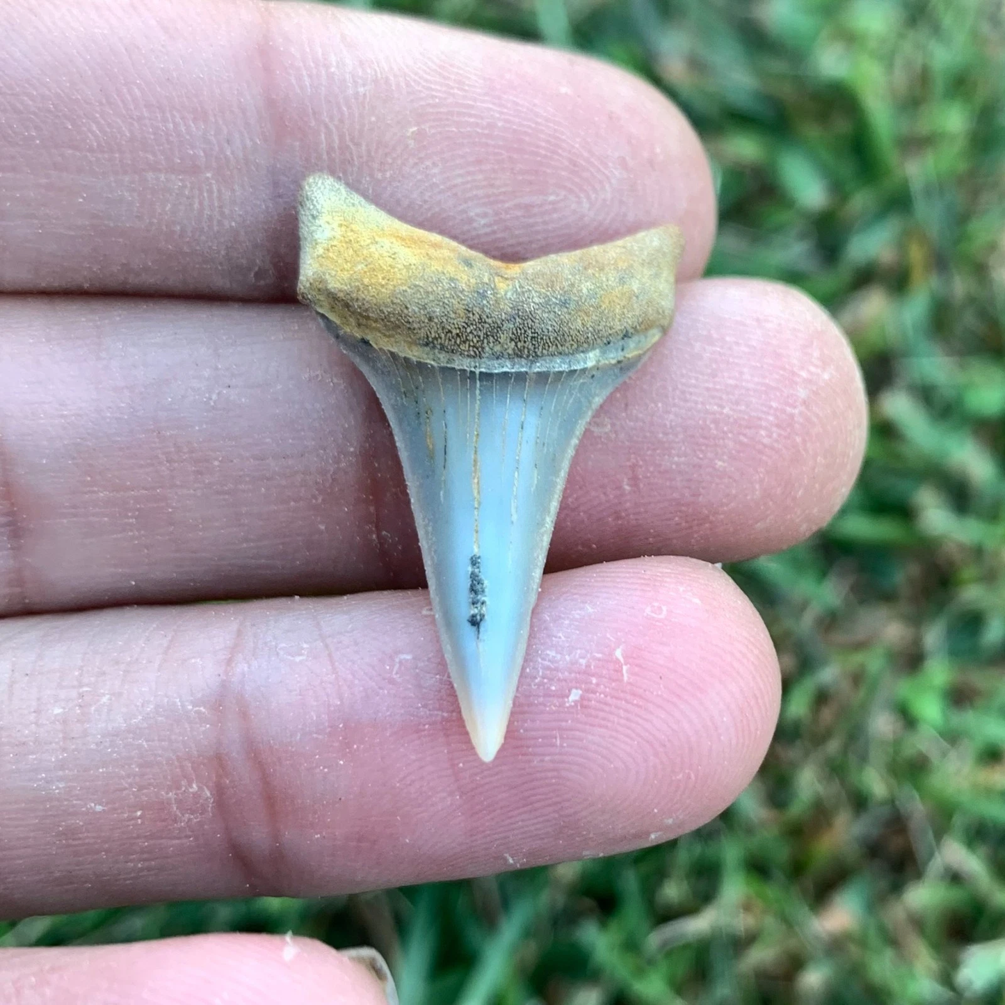 Fossil Carcharodon hastalis - Bakersfield California