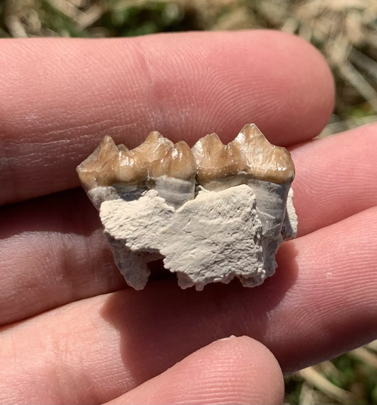 Fossil Horse Palate With Teeth, Mesohippus