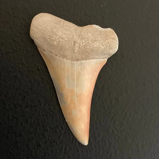 1.82" Carcharodon Hastalis - Virginia