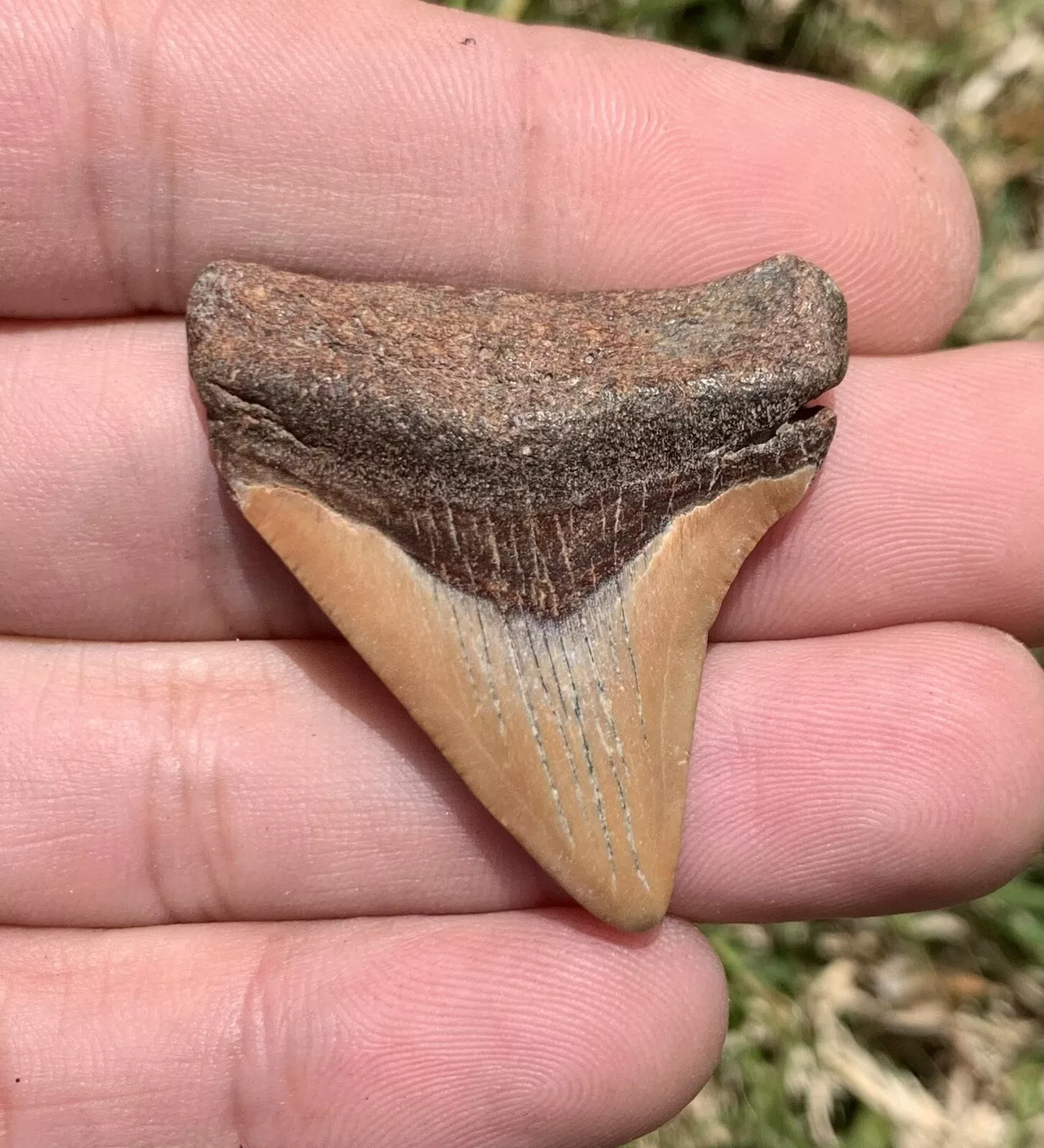 1.6” Otodus Megalodon - Virginia