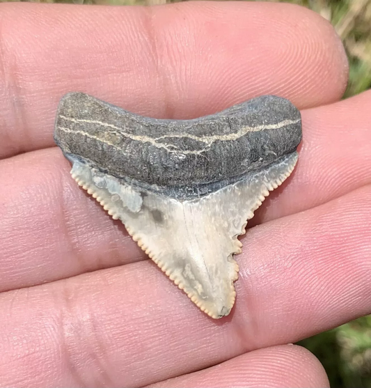 1.37" Otodus megalodon - Virginia