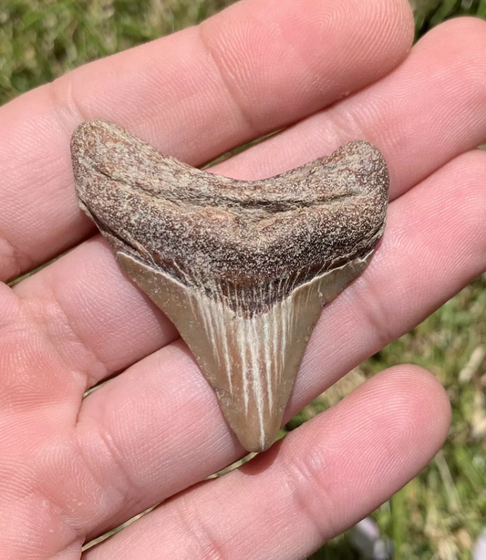 1.9" Otodus megalodon - Virginia