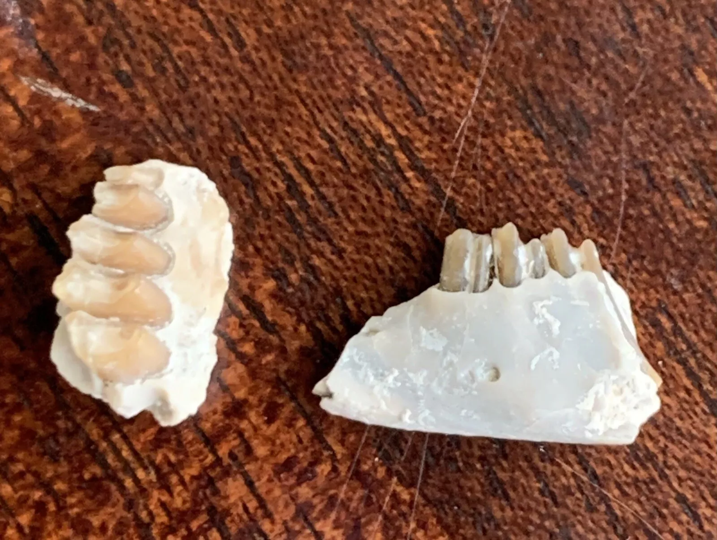 Fossil Rabbit Lower Jaw and Partial Palate, Palaeolagus