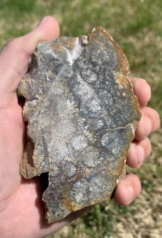 Polished Black Fossil Coral from Indonesia, Slab, Slice