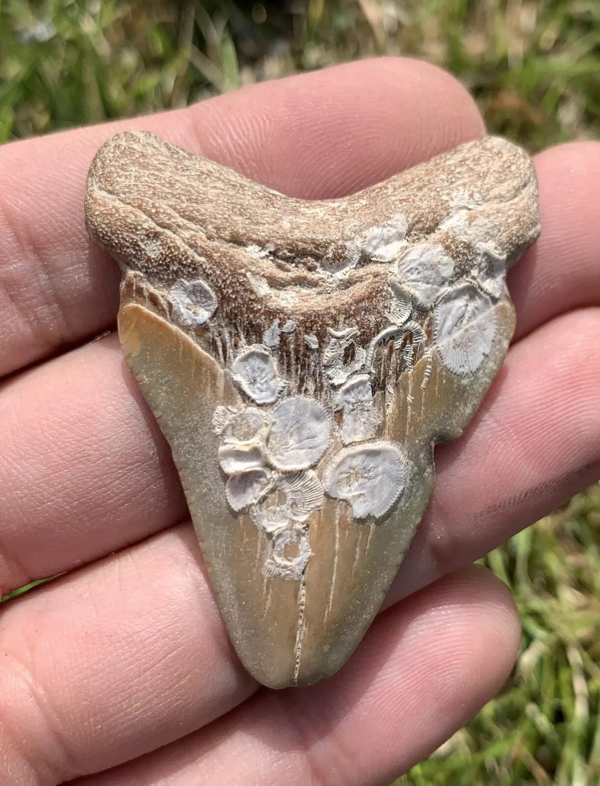 1.99” Otodus Megalodon - Virginia