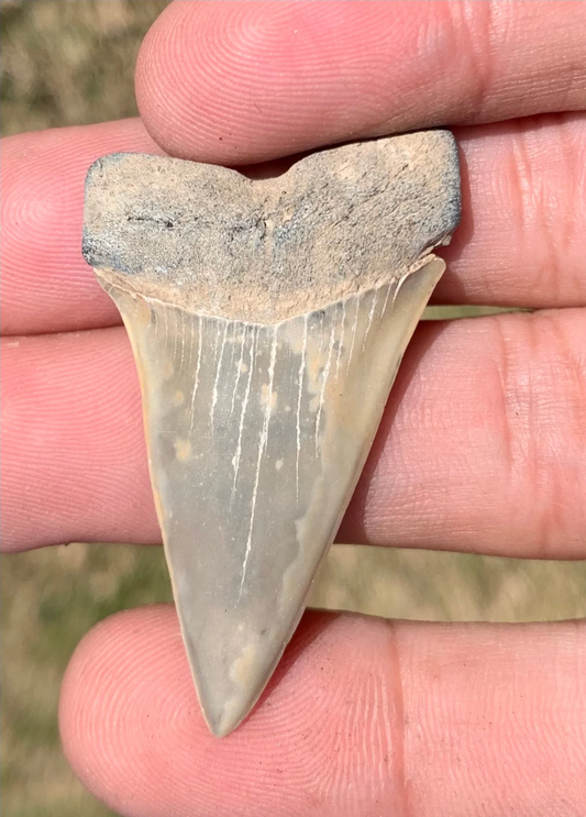 1.86” Carcharodon hastalis - Virginia