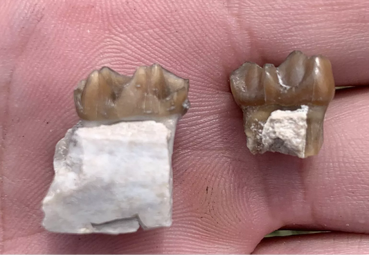 Fossil Horse Teeth, Mesohippus, Upper & Lower