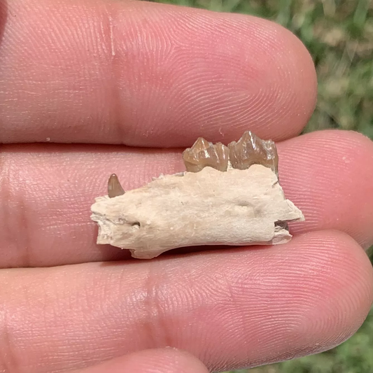 Fossil deer, leptomeryx, Jaw, Chadron Formation