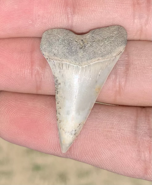 1.55" Carcharodon hastalis - Virginia