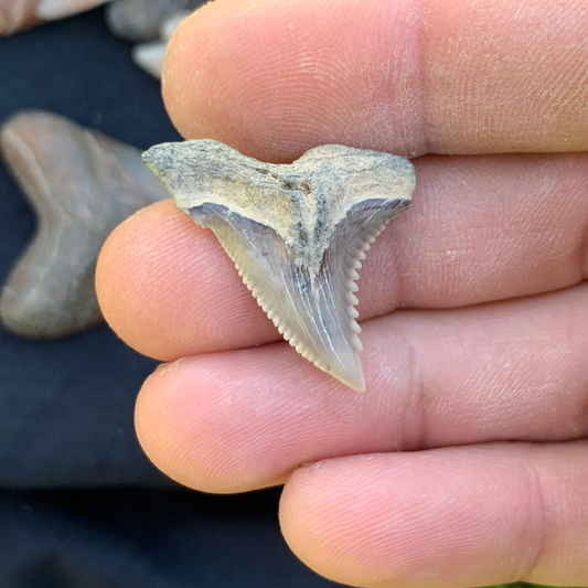 1.18” Hemipristis serra Shark Tooth - Virginia