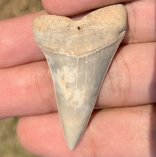 1.87” Carcharodon hastalis - Virginia