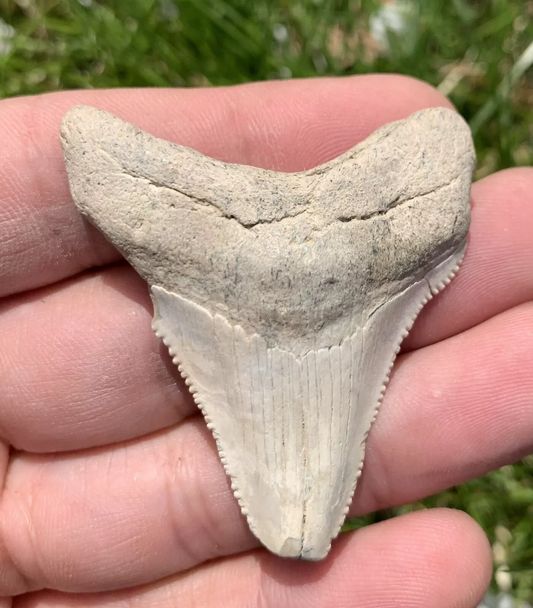 2.1” Otodus Megalodon - Virginia